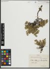 Foto von Salix serpyllifolia Scop.